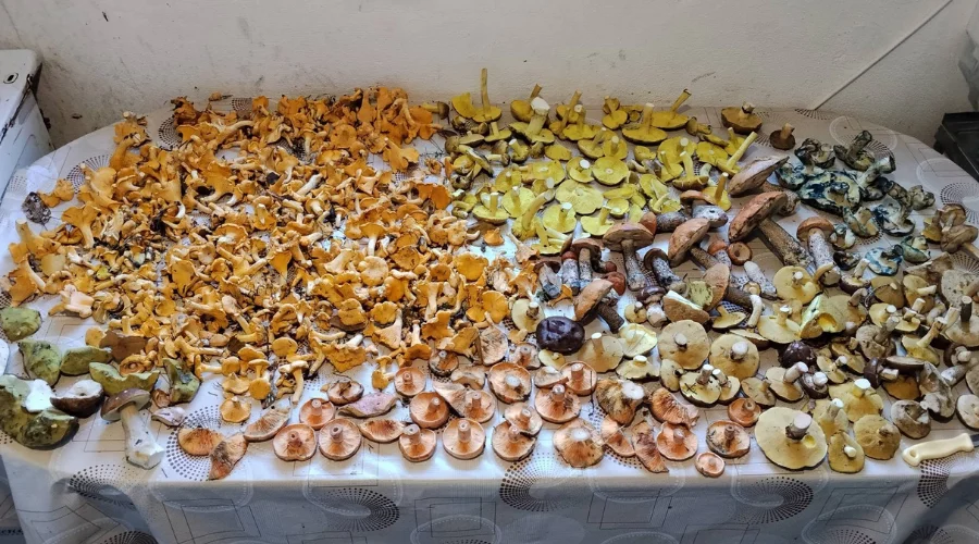 Grzyby Piotrków październik
